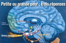 La Neuro-physiologie du stress La Neuro-physiologie du stress