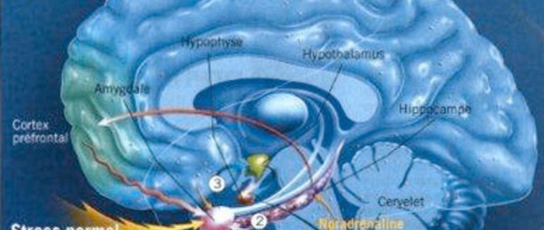 La Neuro-physiologie du stress